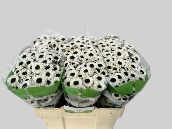 <h4>CHR SAN PATRESE WHITE</h4>