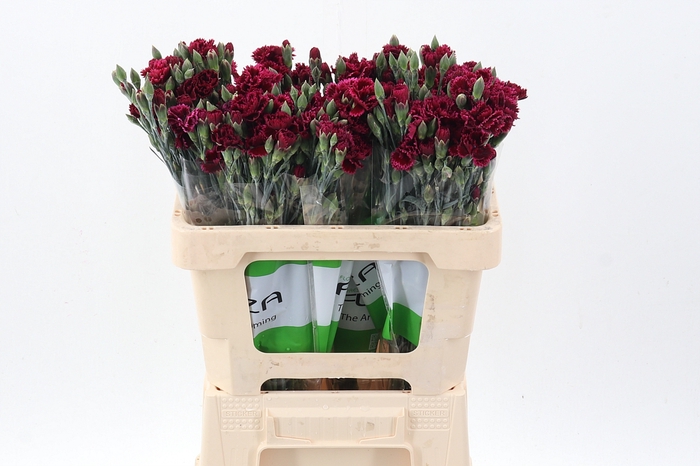 <h4>Di Fiorino Value</h4>