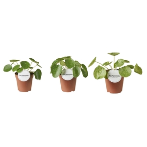 Pilea peperomoides
