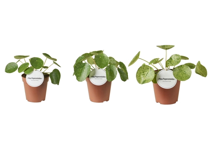 <h4>Pilea peperomoides</h4>