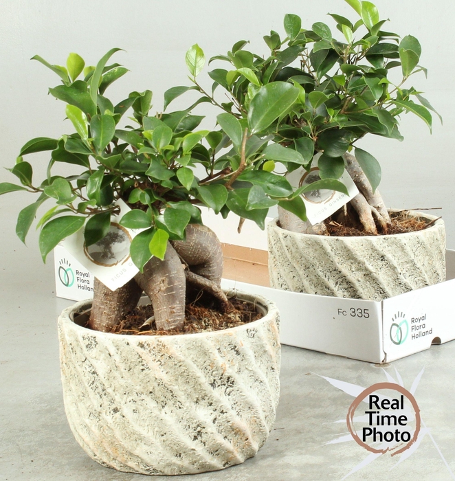 <h4>FIC MI GINSENG</h4>