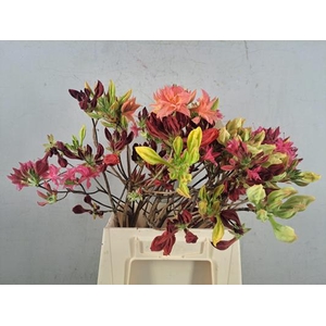 Rhodo. Mix