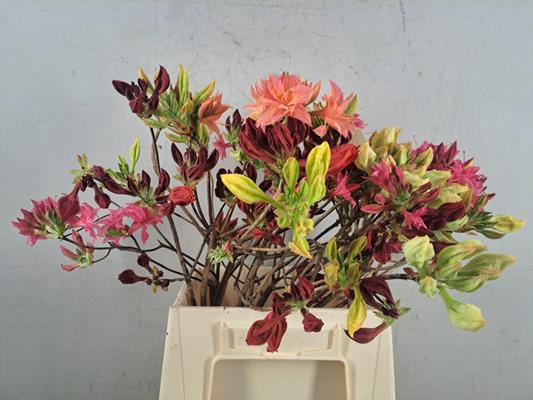 <h4>Rhodo. Mix</h4>