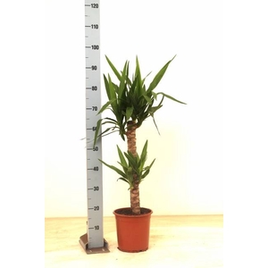 YUCCA