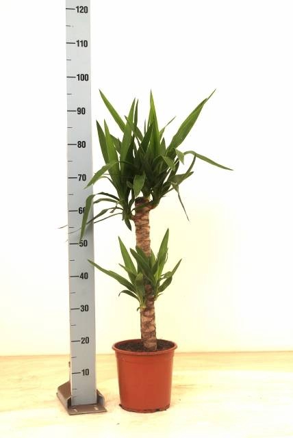 <h4>YUCCA</h4>