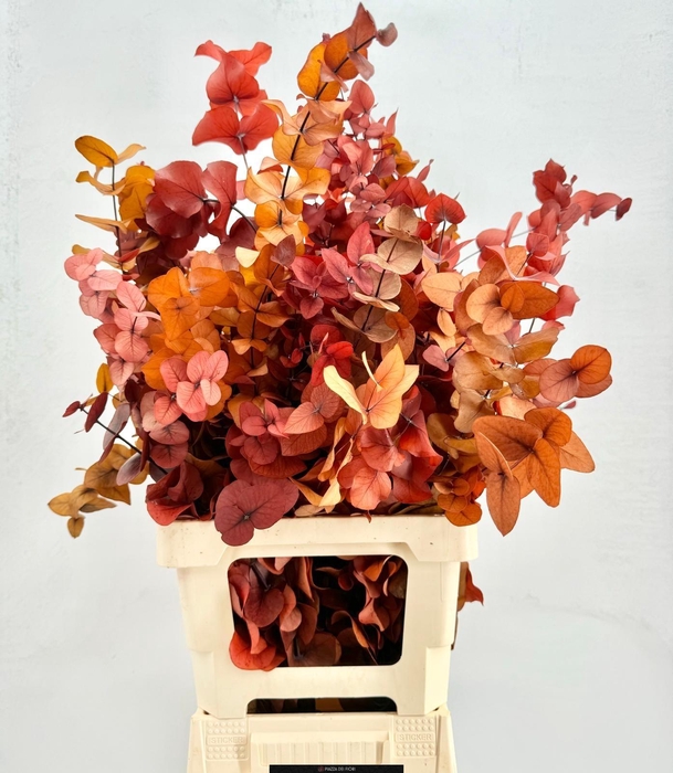 <h4>Euc. Cinerea Preserved Mix</h4>