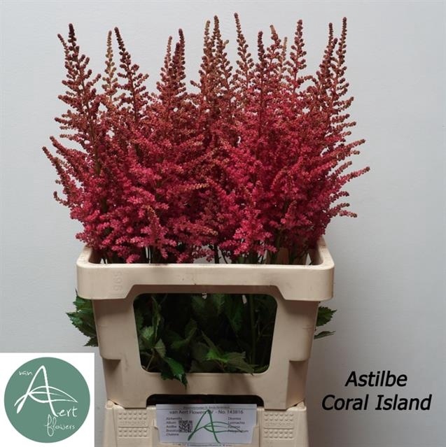 <h4>ASTIL C CORAL ISLAND</h4>
