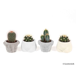 CACTACEAE MIX P6 E 4328