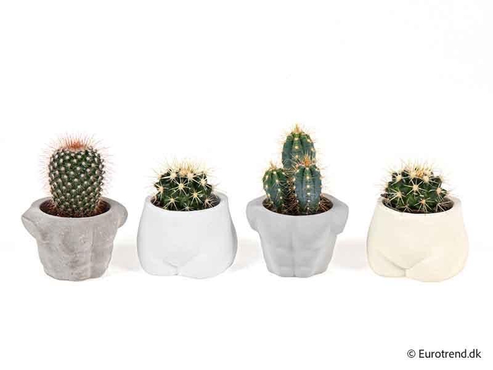 <h4>CACTACEAE MIX P6 E 4328</h4>