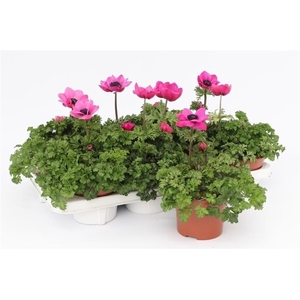 Anemone Harmony Orchid