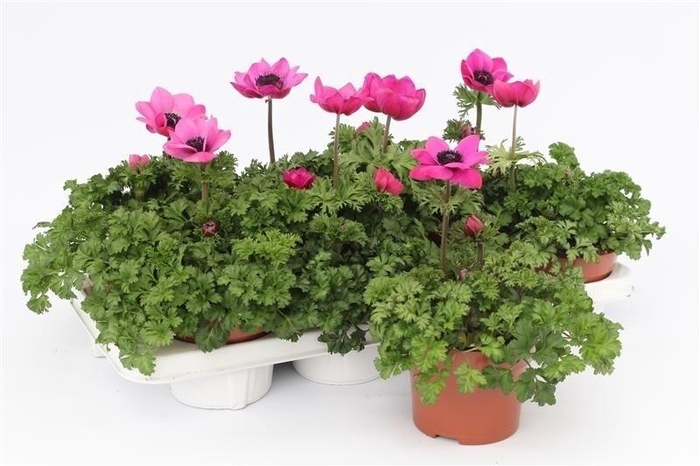 <h4>Anemone Harmony Orchid</h4>