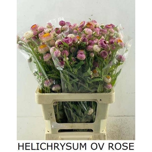 HELICHRYSUM OV