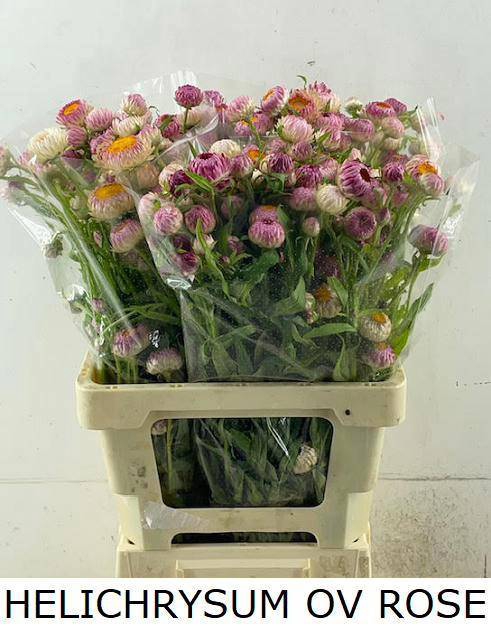<h4>HELICHRYSUM OV</h4>
