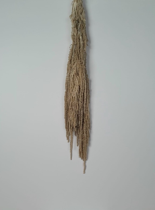 GESTABILISEERD AMARANTHUS (H) CREME