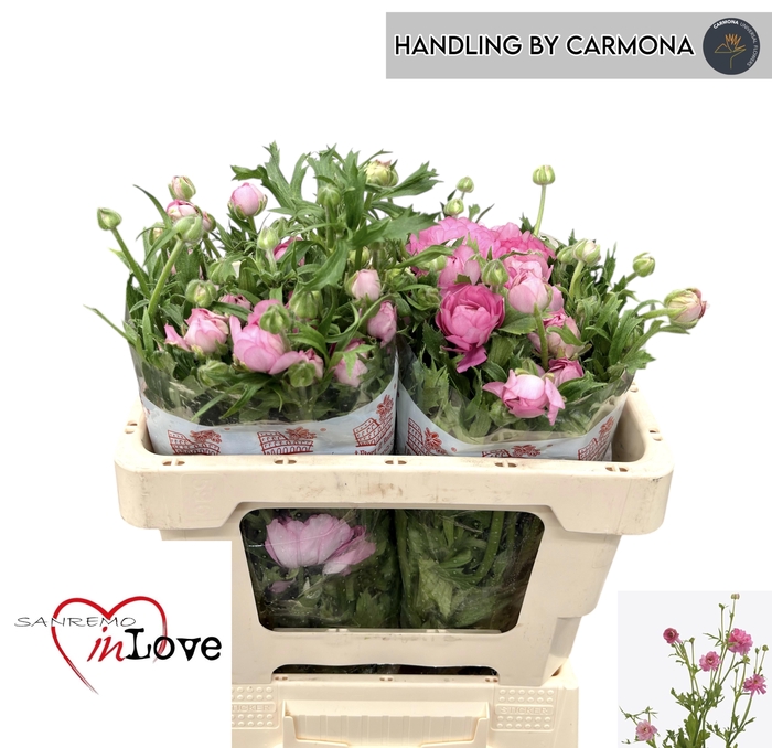 <h4>RAN N MODERNA DOLCE</h4>