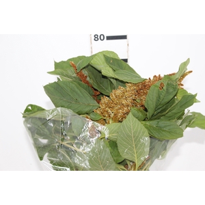 AMARANTHUS DOURADO 070 CM