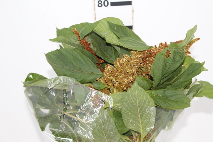 <h4>AMARANTHUS DOURADO 070 CM</h4>