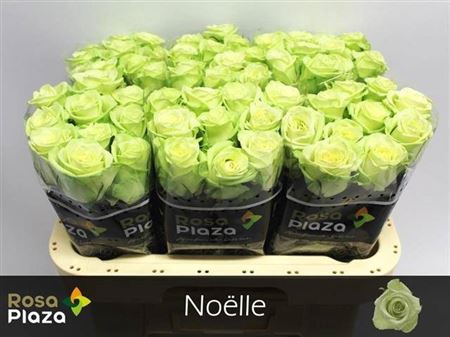 <h4>R Gr Noelle!</h4>