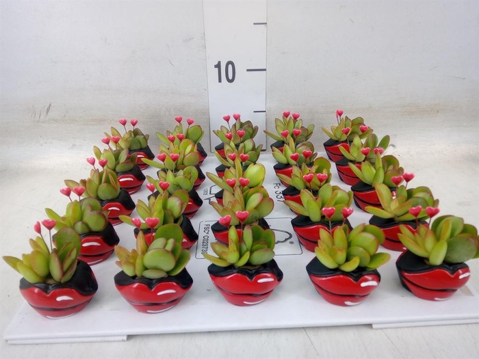 <h4>Arr. Succulents L%</h4>