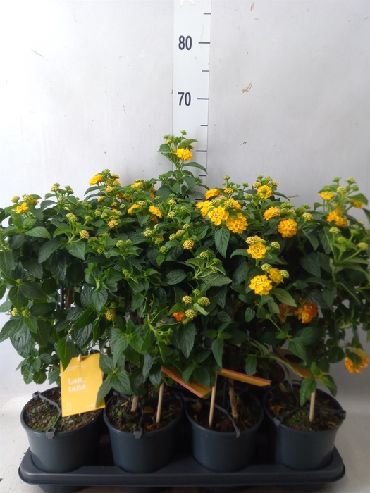 <h4>Lantana camara 'Simon Orange'</h4>