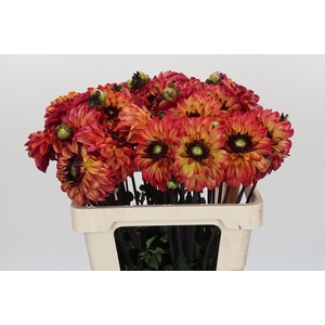 Dahlia Ding A Dong