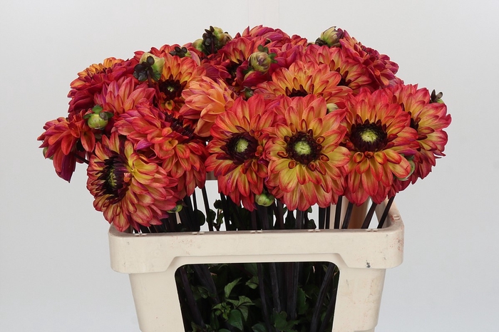 <h4>Dahlia Ding A Dong</h4>