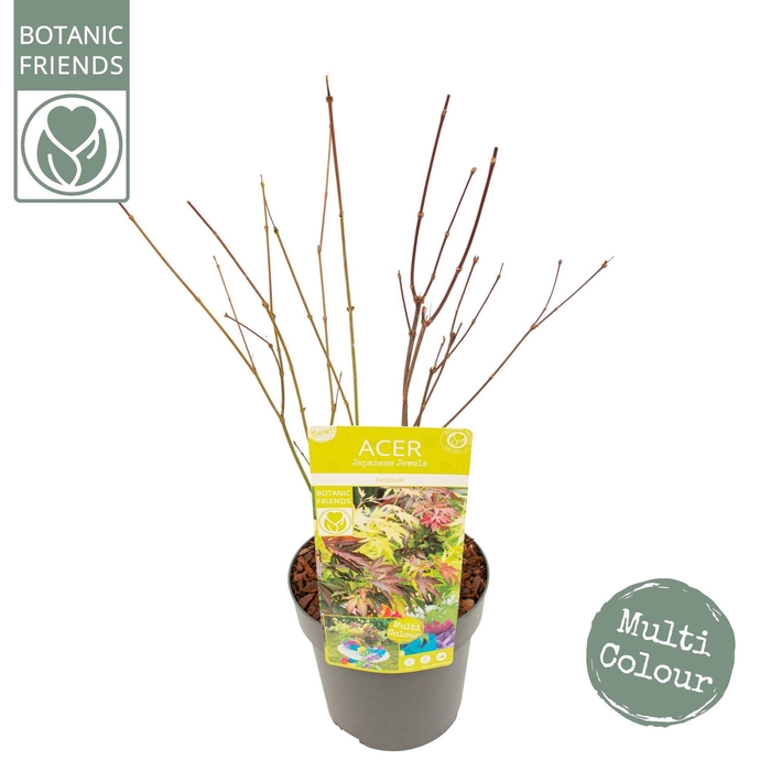 <h4>Acer palmatum</h4>