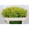 Solidago Tara Gold