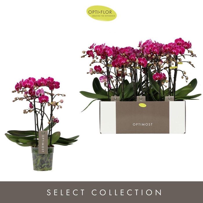 <h4>PHAL OPTIMOST MORELIA 3 SPIKE</h4>