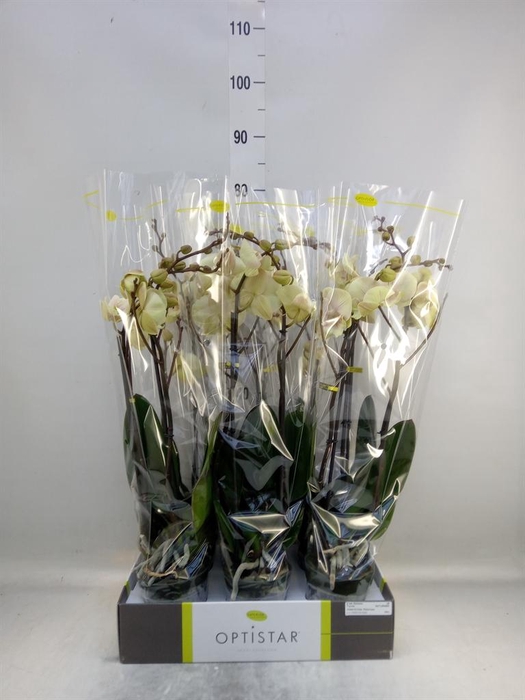 <h4>Phalaenopsis ...yellow</h4>