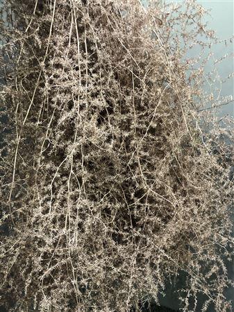 <h4>Asp Klb Platinum</h4>