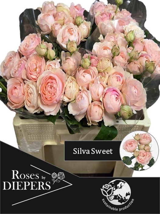 <h4>R TR SILVA SWEET+</h4>