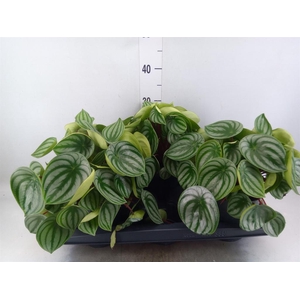 Peperomia argyreia