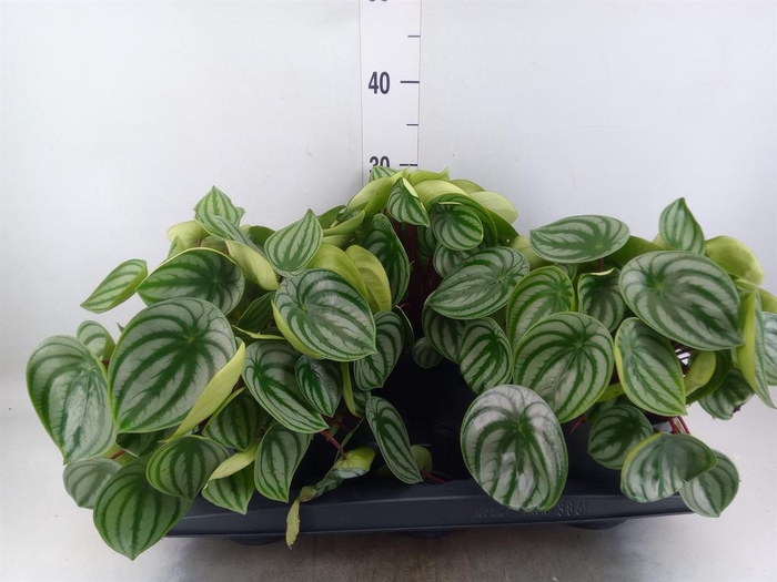 <h4>Peperomia argyreia</h4>