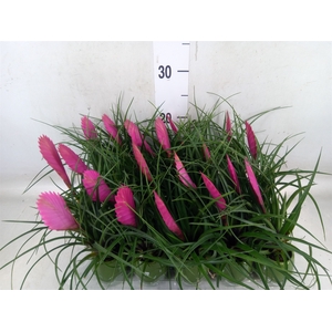Tillandsia cyanea 'Anita'