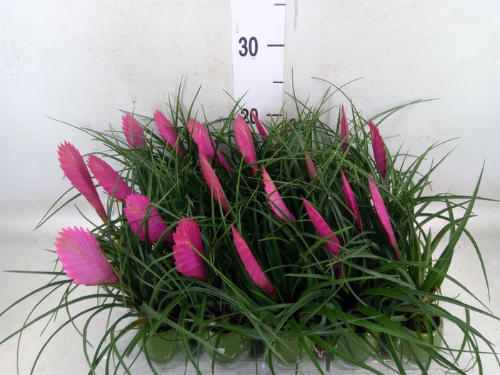 <h4>Tillandsia cyanea 'Anita'</h4>