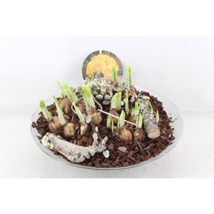 arr4 Narcis PL - Glas schaal 30cm