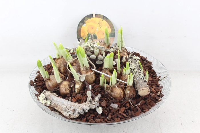 <h4>arr4 Narcis PL - Glas schaal 30cm</h4>