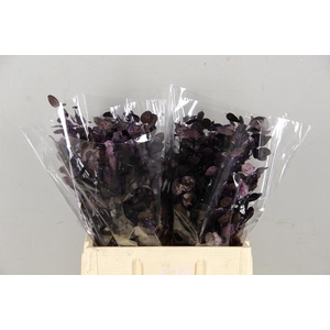 Df Lunaria Bs Purple