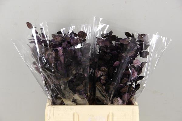 Df Lunaria Bs Purple