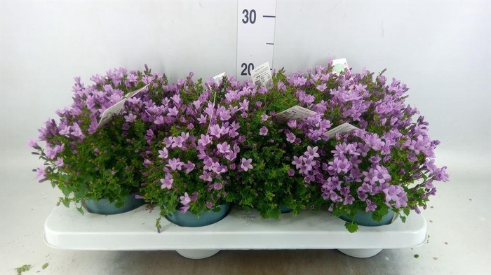 <h4>Campanula  'Ambella Pink'</h4>