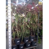 Albizia julibrissin
