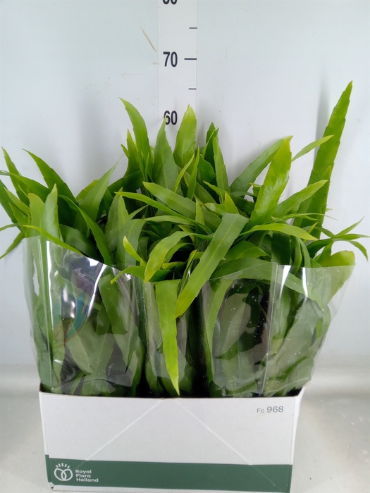 <h4>Epiphyllum   ...</h4>