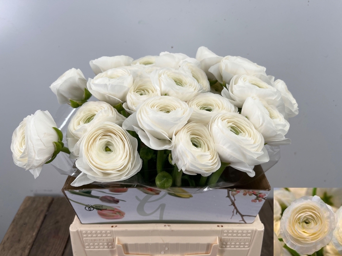 <h4>RANUNCULUS OV</h4>