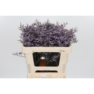 Lim Saf Lilac