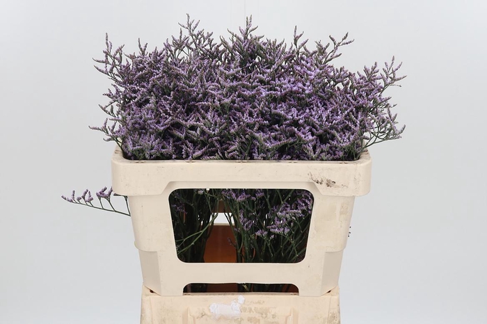<h4>Lim Saf Lilac</h4>