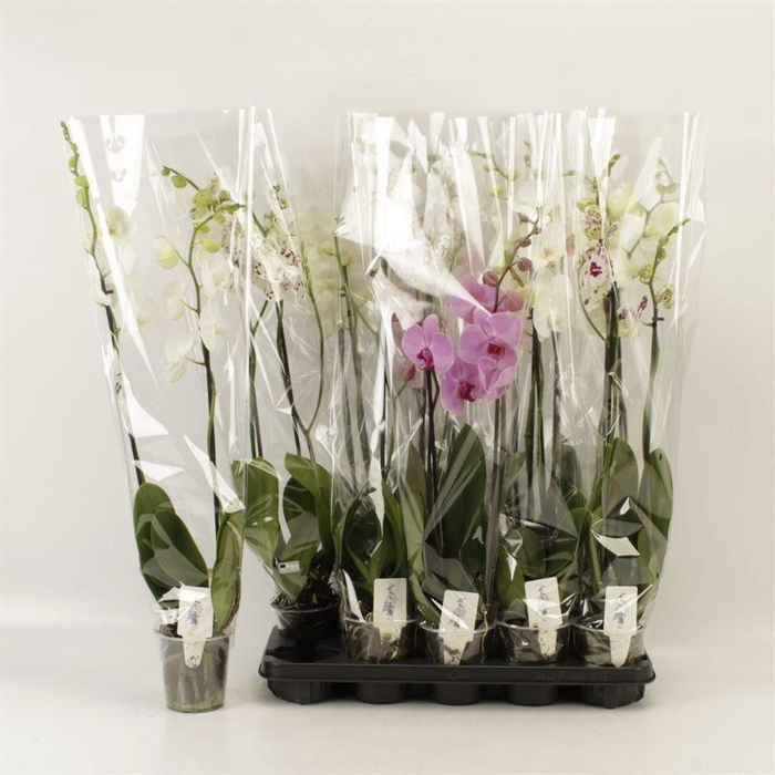 <h4>PHAL GEM</h4>