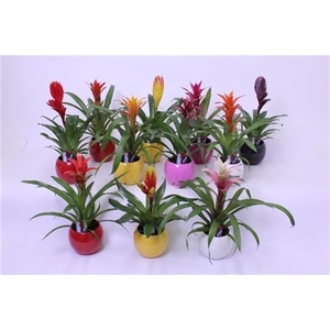 Bromelia Mix In Bolpot Lisa