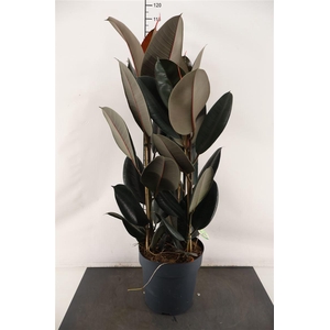 Ficus 27 Cm. P. El. Abidjan Toef 90 Cm. Hoog