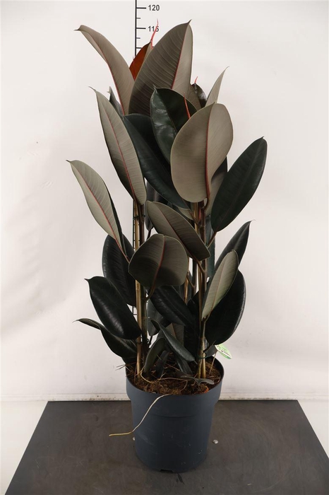 <h4>Ficus 27 Cm. P. El. Abidjan Toef 90 Cm. Hoog</h4>